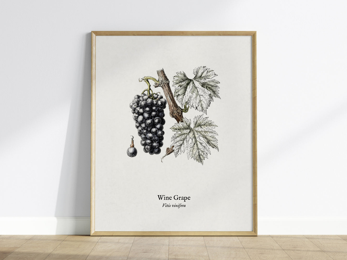 Wine Grape Poster | Vintage Vitis vinifera Botanical Illustration Wall Art — framed wall art