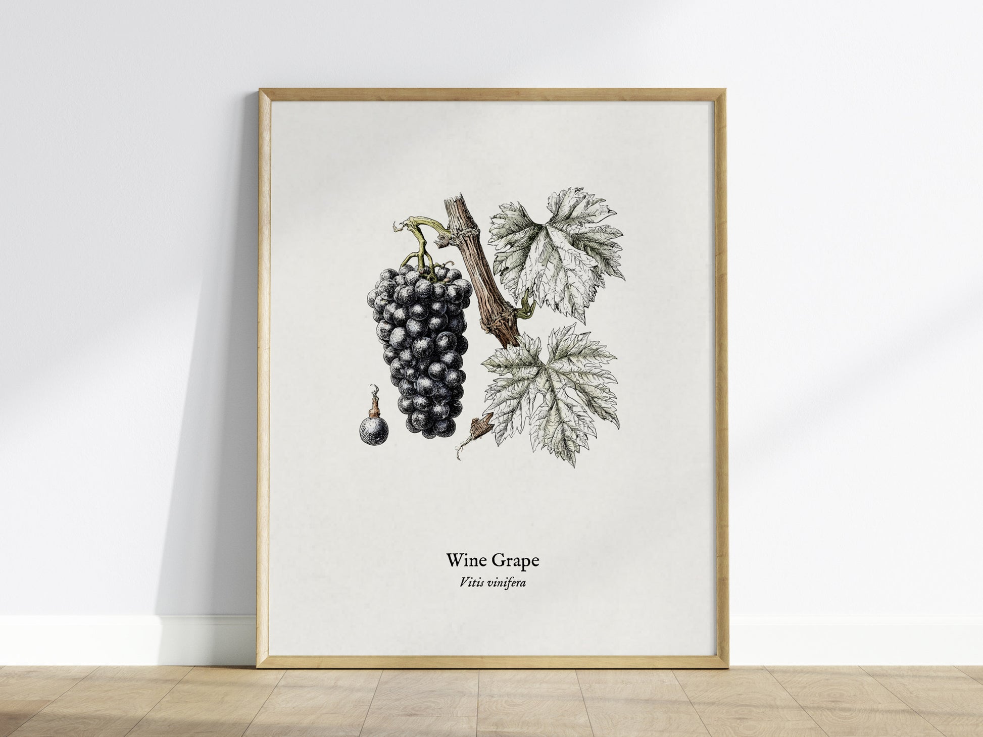 Wine Grape Poster | Vintage Vitis vinifera Botanical Illustration Wall Art — framed wall art