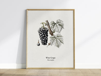 Wine Grape Poster | Vintage Vitis vinifera Botanical Illustration Wall Art — framed wall art