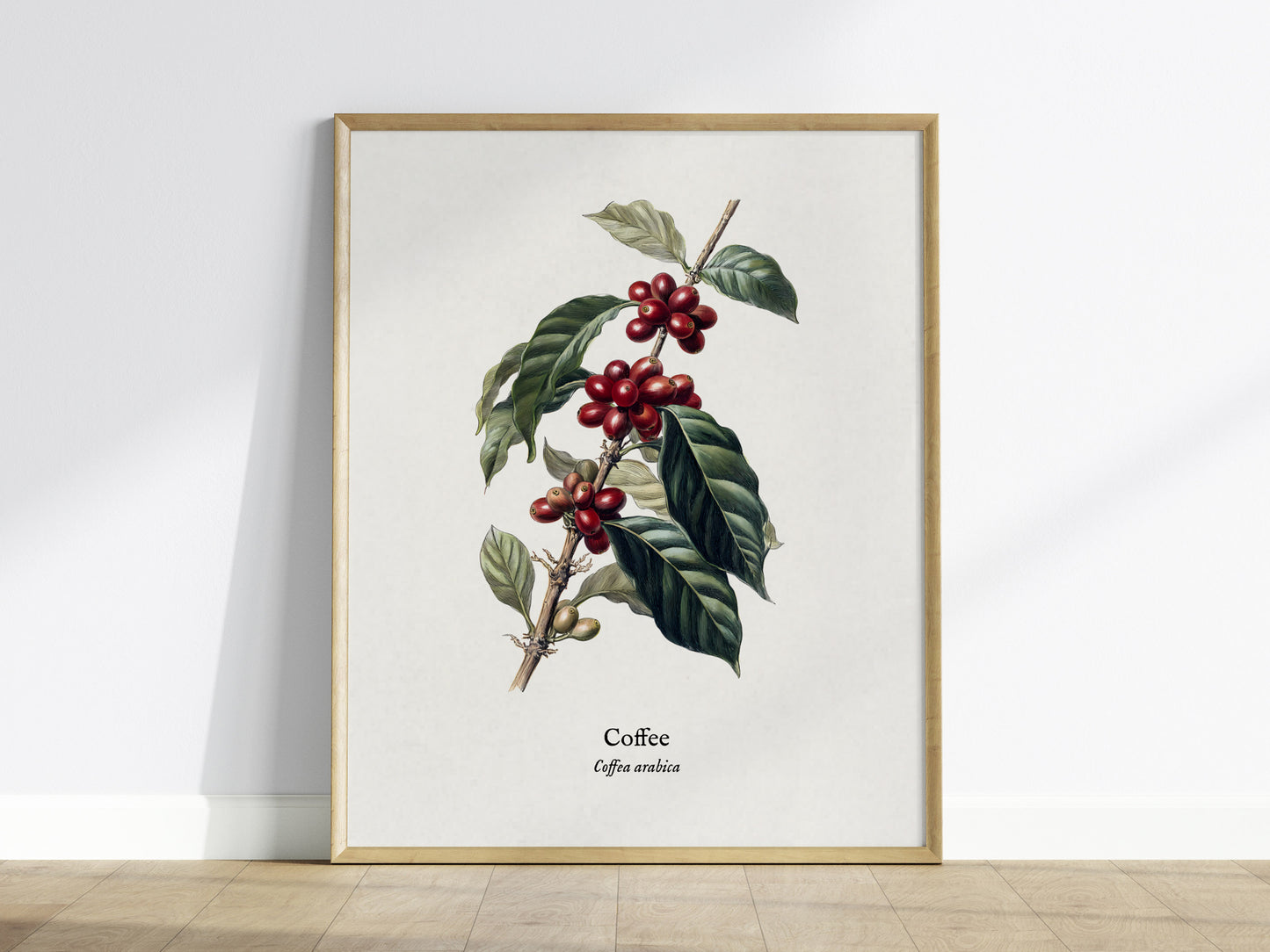 Coffee Poster | Vintage Coffea Arabica Botanical Illustration Wall Art — framed wall art