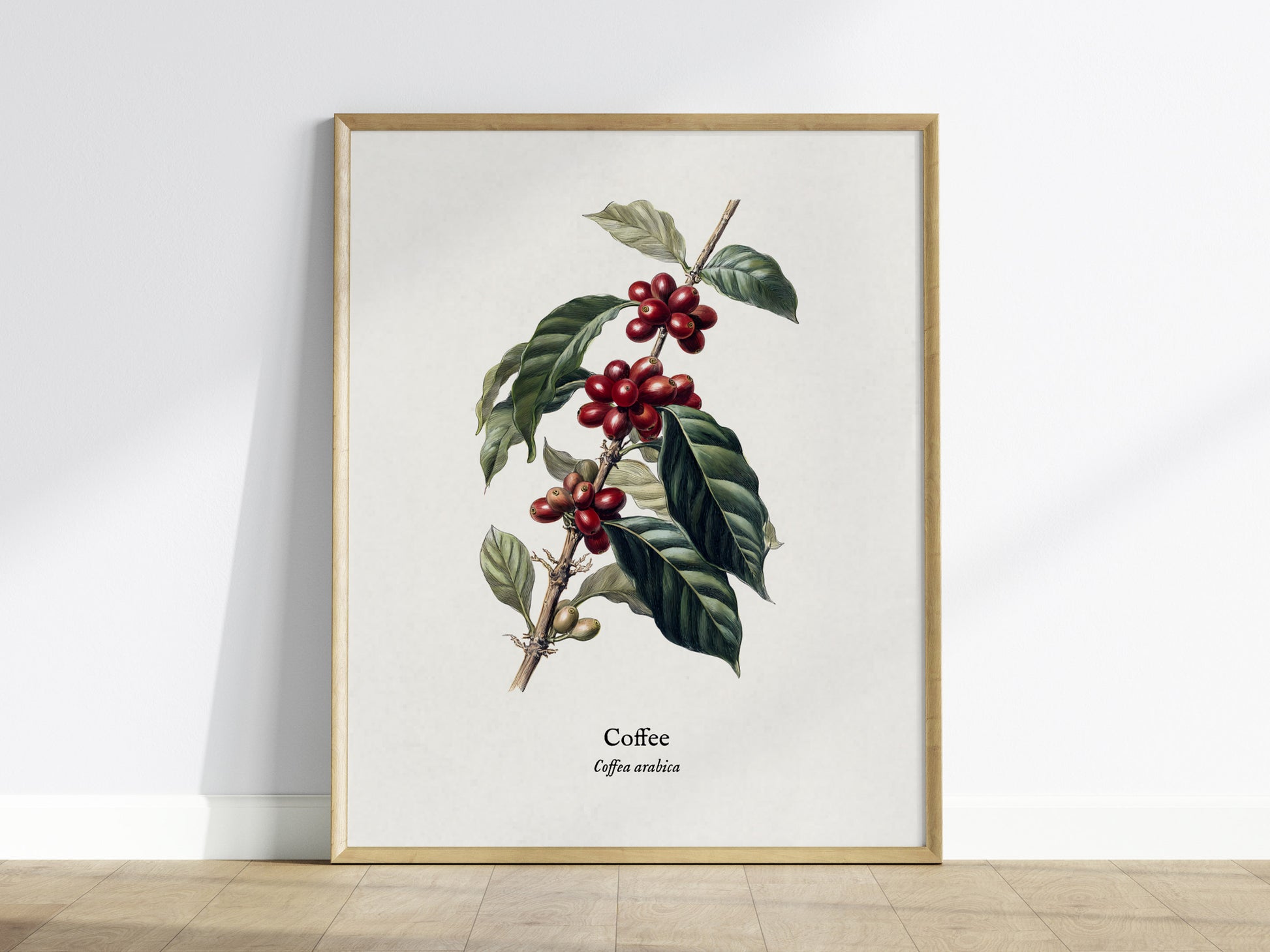 Coffee Poster | Vintage Coffea Arabica Botanical Illustration Wall Art — framed wall art