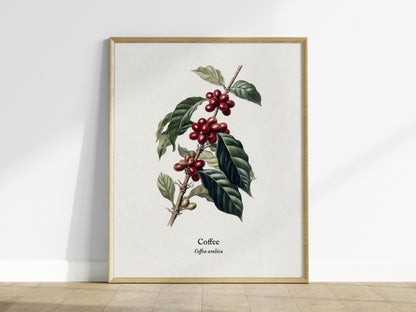 Coffee Poster | Vintage Coffea Arabica Botanical Illustration Wall Art — framed wall art