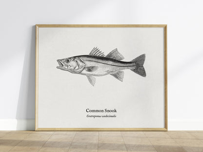 Common Snook Landscape Poster | Centropomus undecimalis Ink Illustration Zoological Wall Art — framed wall art