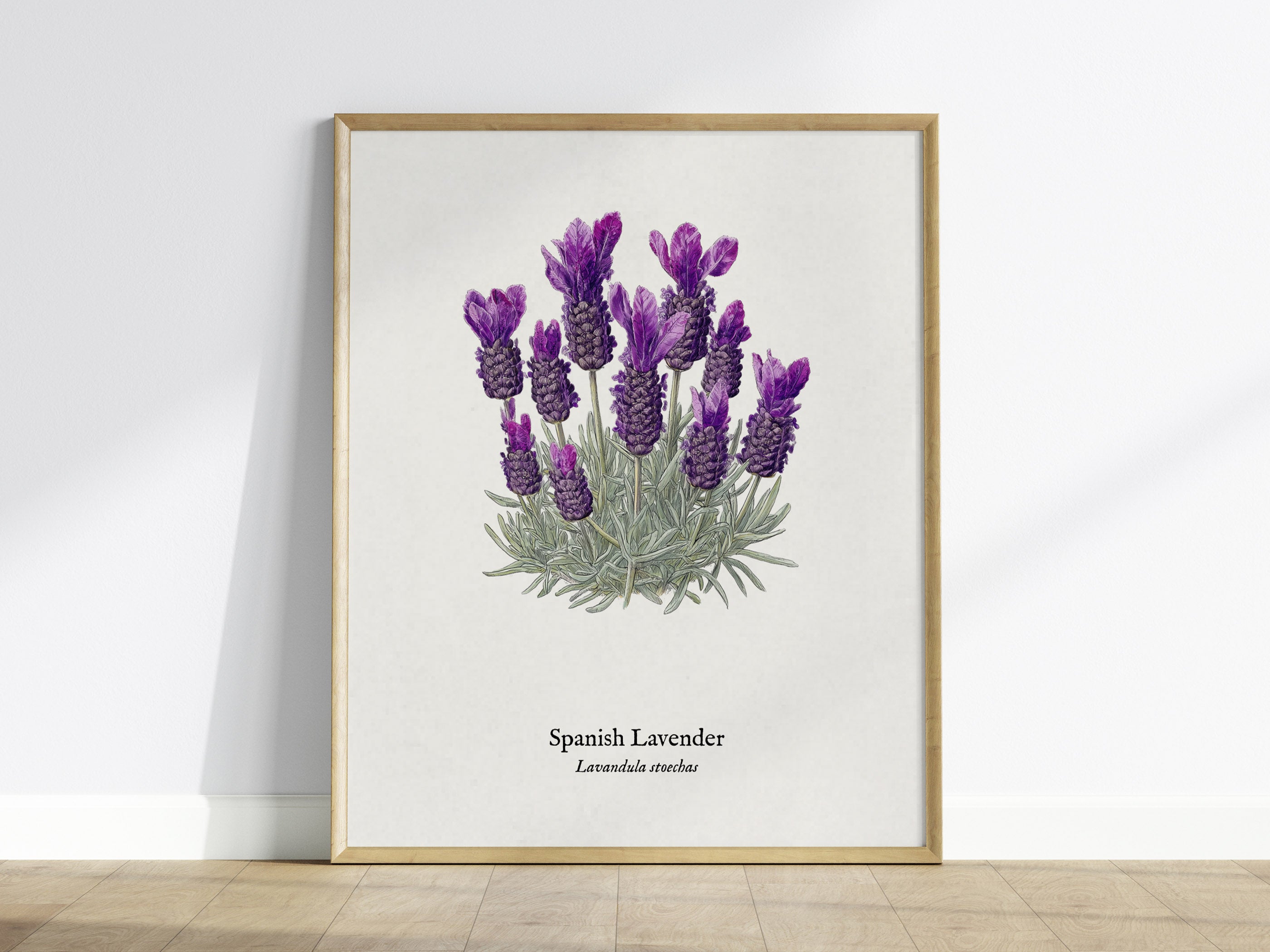 Spanish Lavender Poster | Vintage Lavandula Stoechas Botanical