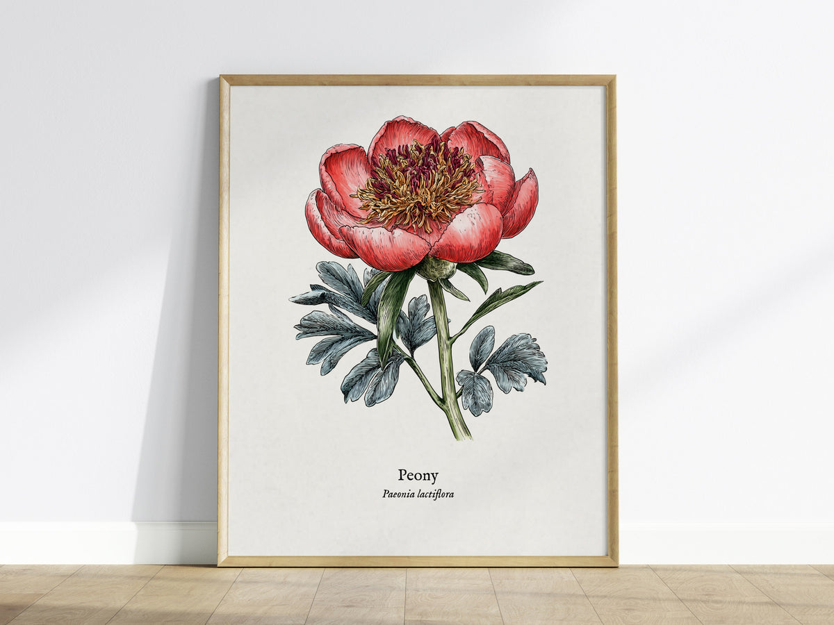 Peony Poster | Vintage Paeonia Lactiflora Botanical Illustration Wall Art — framed wall art