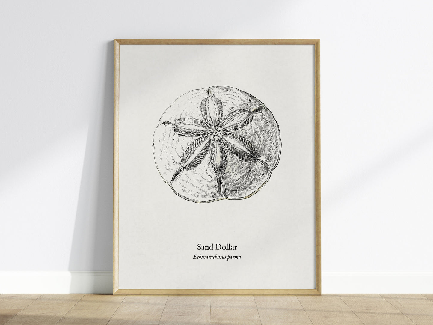 Sand Dollar Poster | Vintage Echinarachnius parma Zoological Illustration Wall Art — framed wall art