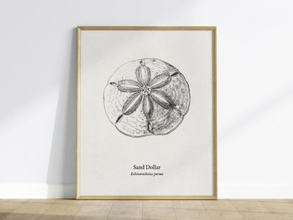 Sand Dollar Poster | Vintage Echinarachnius parma Zoological Illustration Wall Art — framed wall art