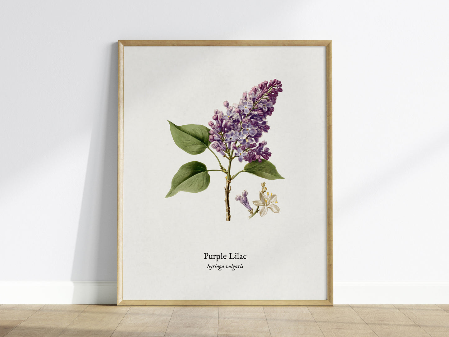 Purple Lilac Poster | Vintage Syringa vulgaris Botanical Illustration Wall Art — framed wall art