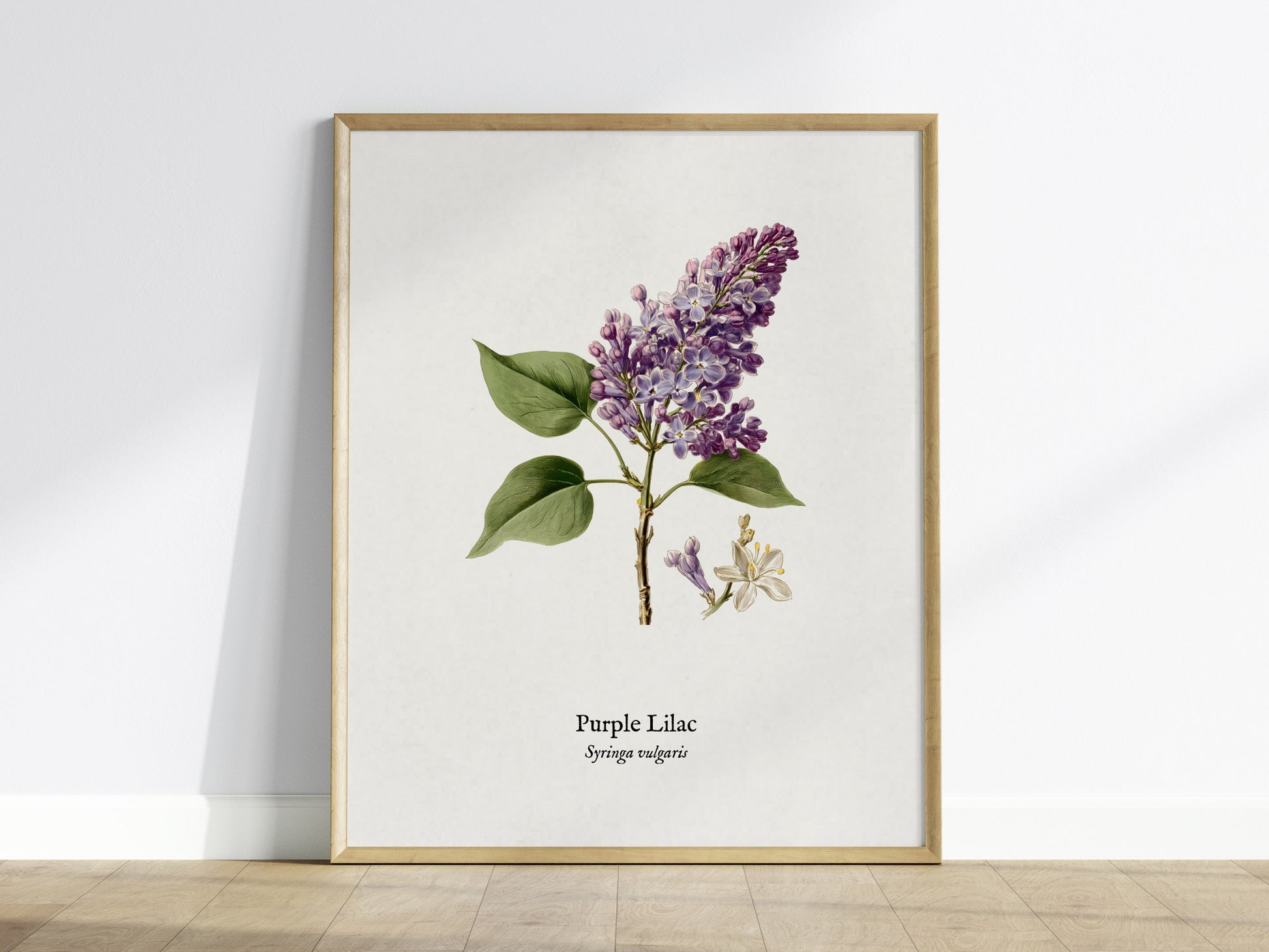 Purple Lilac Poster | Vintage Syringa vulgaris Botanical Illustration Wall Art — framed wall art