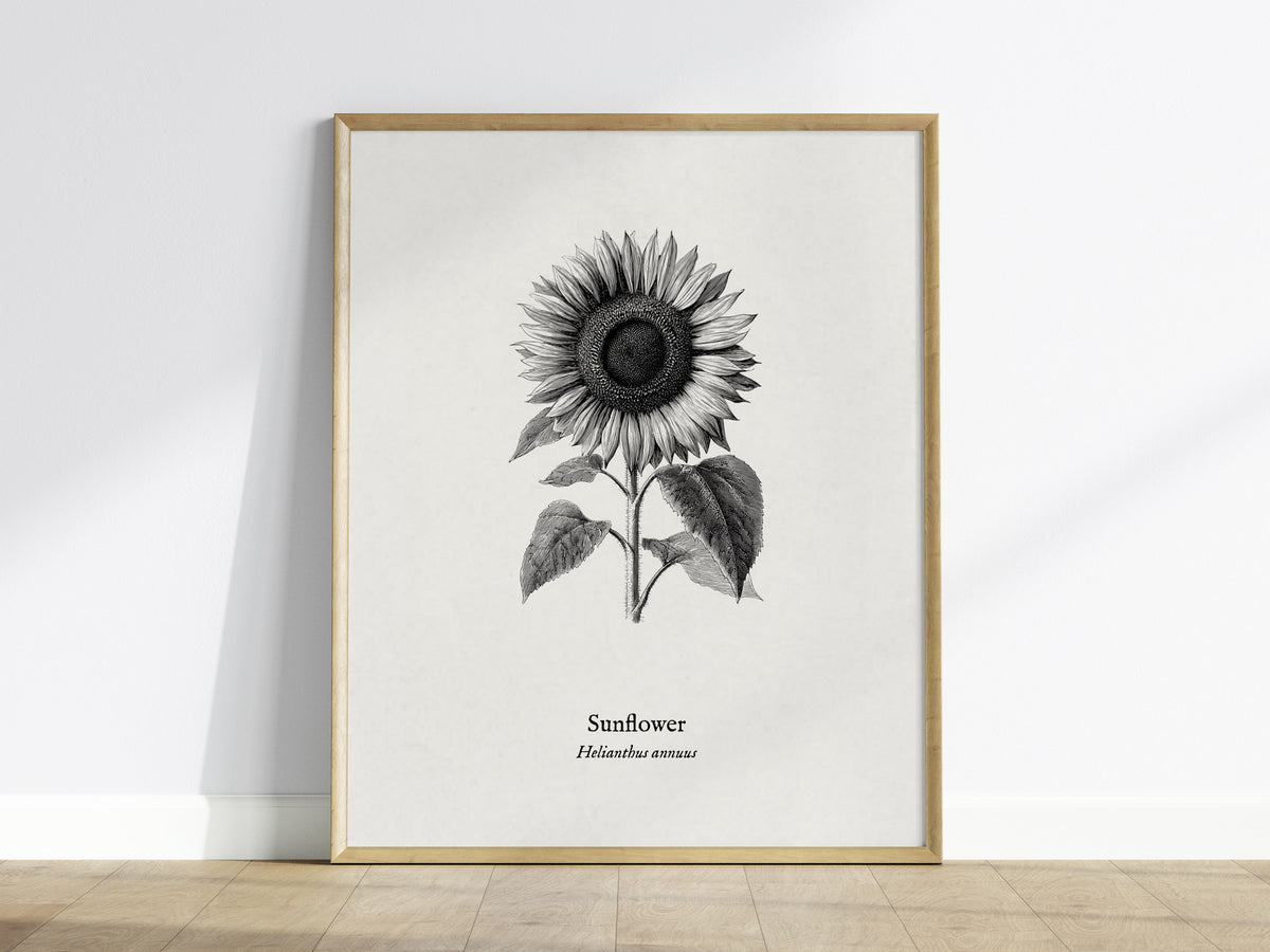 Sunflower Poster | Helianthus annuus Vintage Botanical Ink Illustration Line Art Print — framed wall art