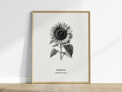 Sunflower Poster | Helianthus annuus Vintage Botanical Ink Illustration Line Art Print — framed wall art
