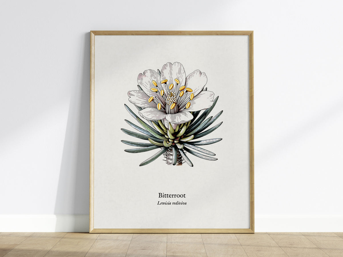 Bitterroot Poster | Lewisia rediviva Pen and Ink Print Vintage Botanical Illustration Wall Art — framed wall art