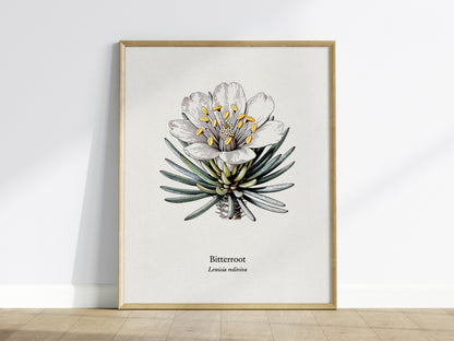 Bitterroot Poster | Lewisia rediviva Pen and Ink Print Vintage Botanical Illustration Wall Art — framed wall art