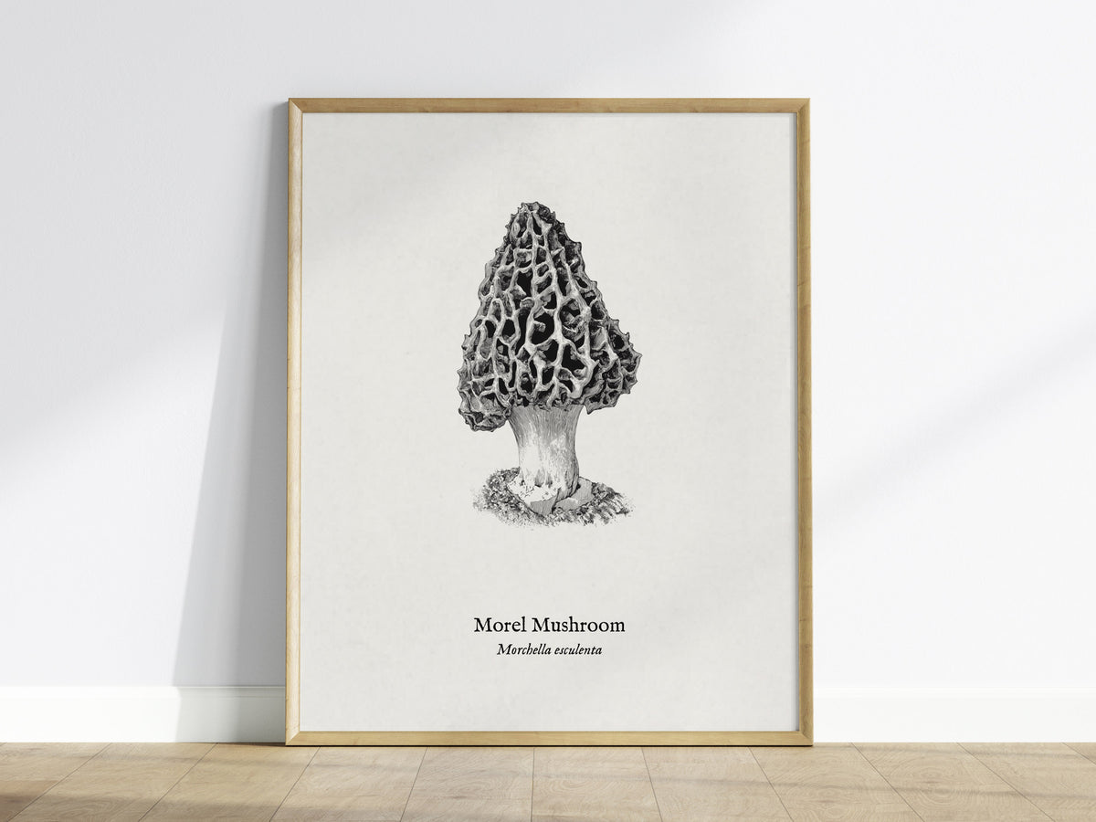 Morel Mushroom Poster | Morchella esculenta Pen and Ink Print Vintage Scientific Illustration — framed wall art