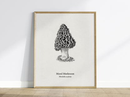 Morel Mushroom Poster | Morchella esculenta Pen and Ink Print Vintage Scientific Illustration — framed wall art