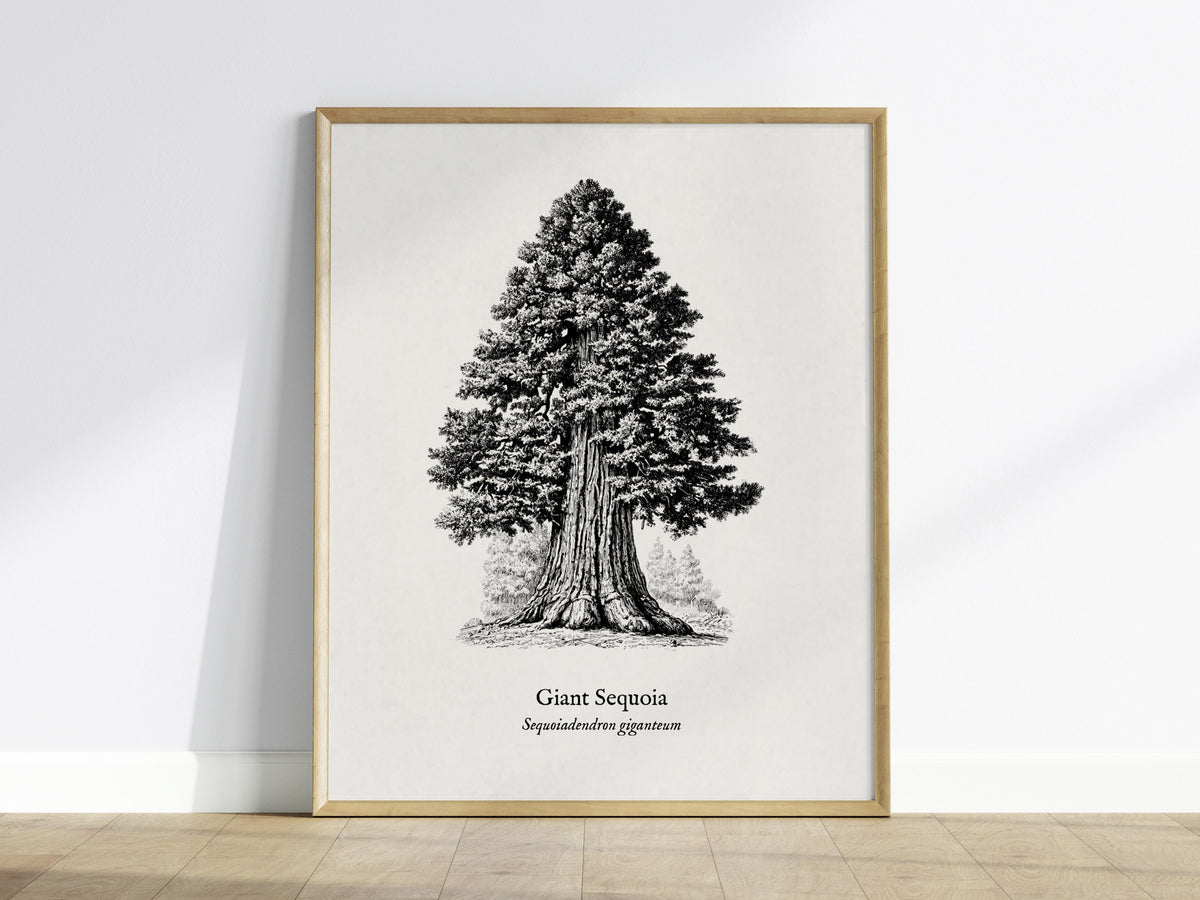 Giant Sequoia Poster | Vintage Sequoiadendron Giganteum Botanical Illustration Wall Art — framed wall art