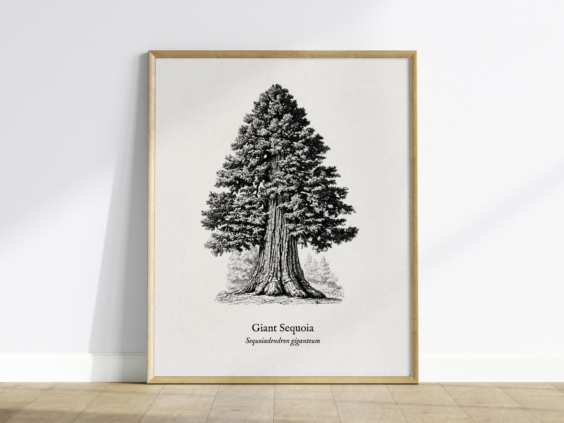 Giant Sequoia Poster | Vintage Sequoiadendron Giganteum Botanical Illustration Wall Art — framed wall art