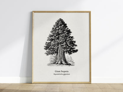 Giant Sequoia Poster | Vintage Sequoiadendron Giganteum Botanical Illustration Wall Art — framed wall art