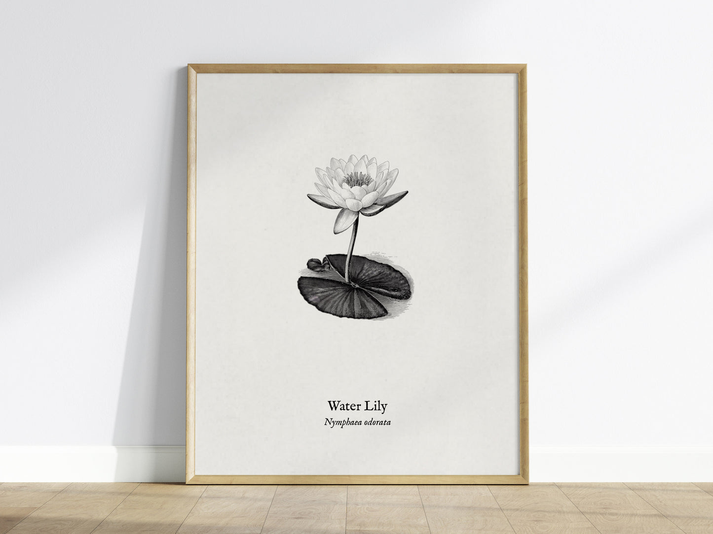 Water Lily Poster | Vintage Nymphaea Odorata Botanical Illustration Wall Art — framed wall art
