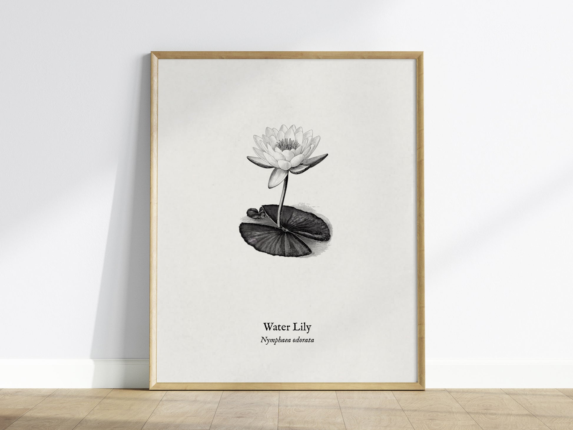 Water Lily Poster | Vintage Nymphaea Odorata Botanical Illustration Wall Art — framed wall art