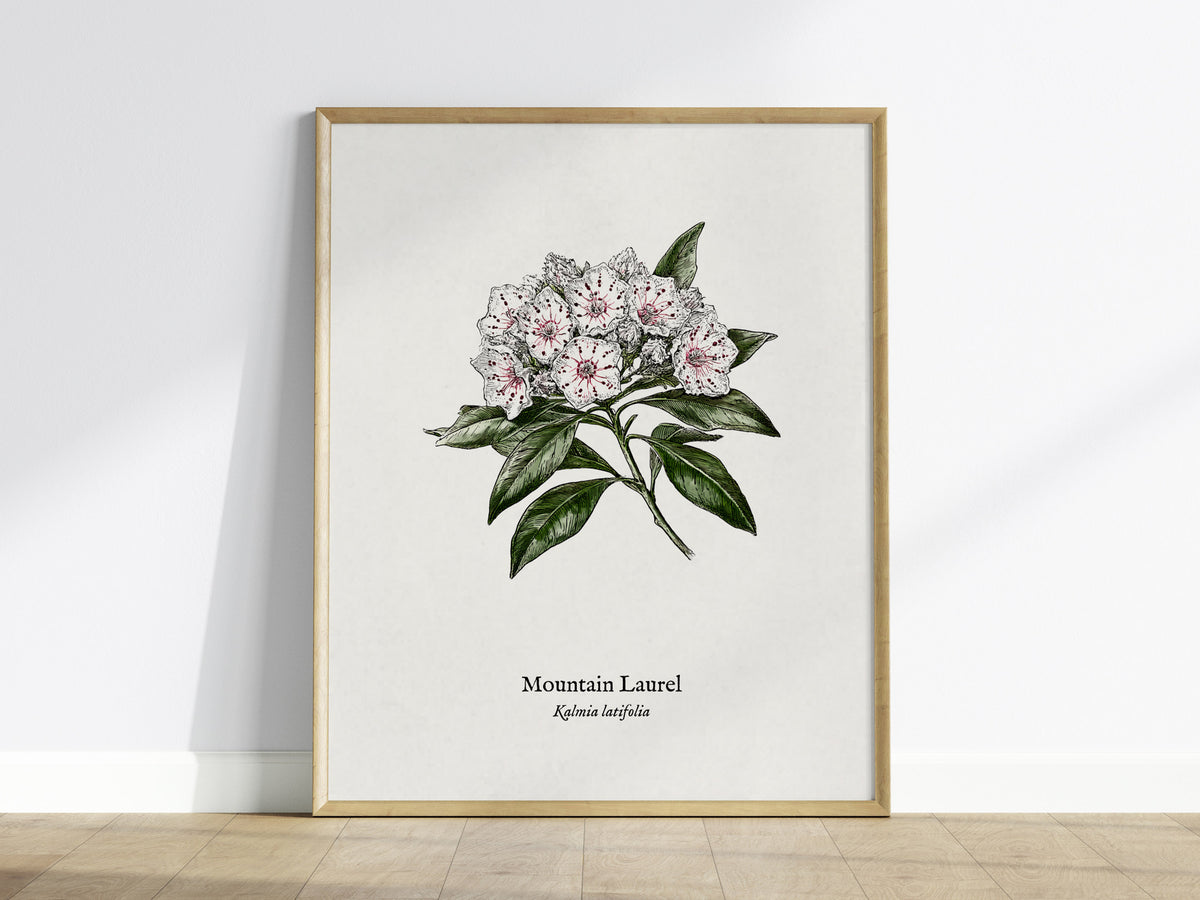 Mountain Laurel Poster | Kalmia latifolia Pen and Ink Print Vintage Botanical Illustration — framed wall art