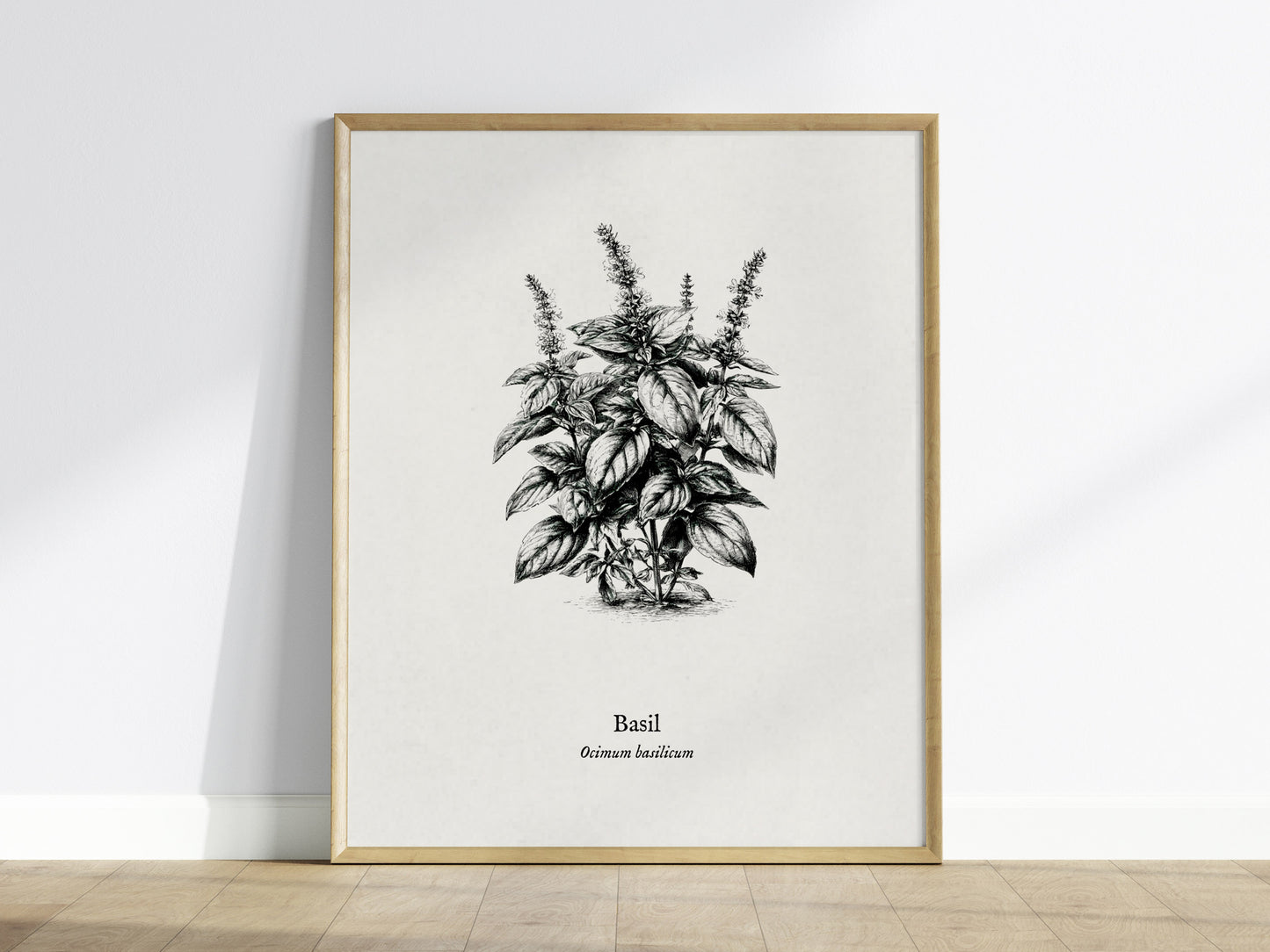 Basil Poster | Ocimum basilicum Pen and Ink Print | Vintage Botanical Illustration Wall Art — framed wall art
