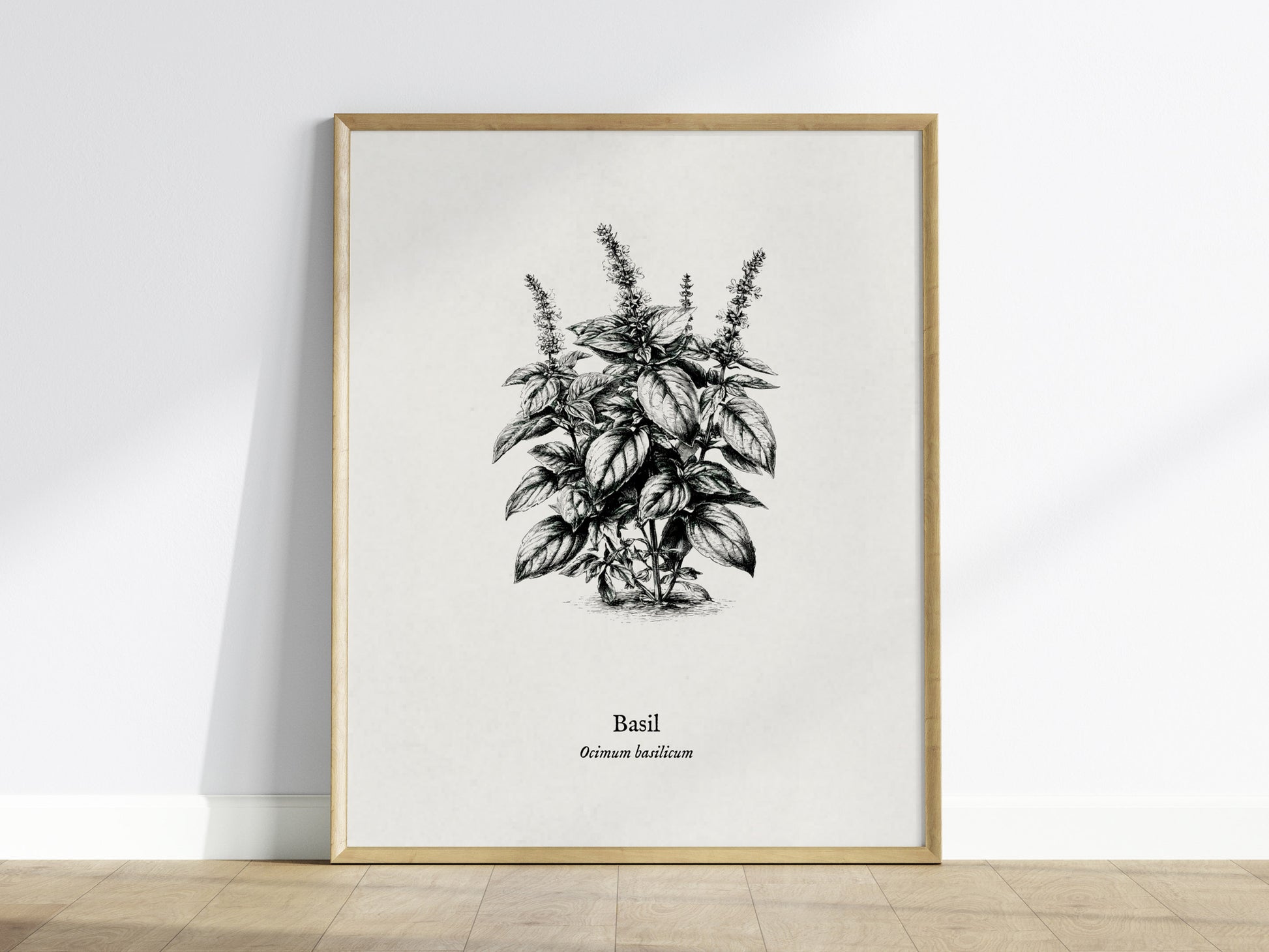 Basil Poster | Ocimum basilicum Pen and Ink Print | Vintage Botanical Illustration Wall Art — framed wall art