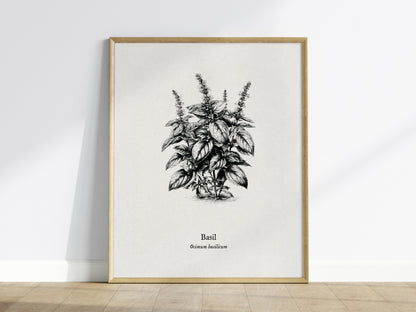 Basil Poster | Ocimum basilicum Pen and Ink Print | Vintage Botanical Illustration Wall Art — framed wall art