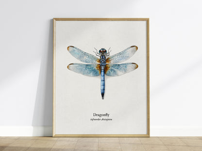 Dragonfly Poster | Vintage Anisoptera Zoological Illustration Wall Art — framed wall art