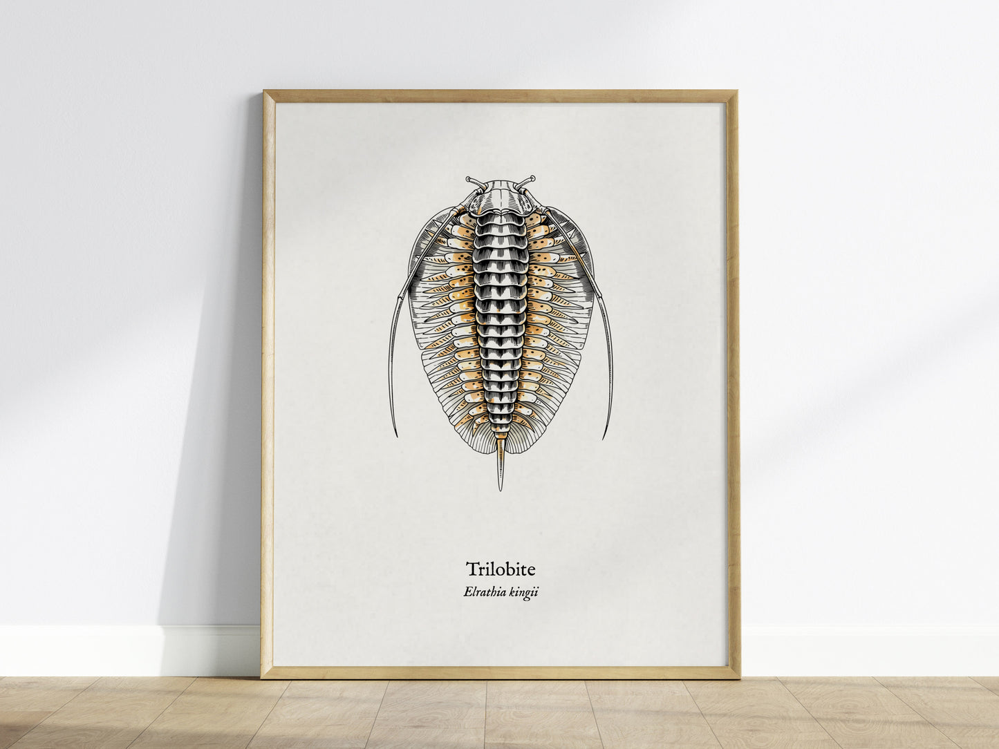 Trilobite Poster | Vintage Elrathia kingii Zoological Illustration Wall Art — framed wall art