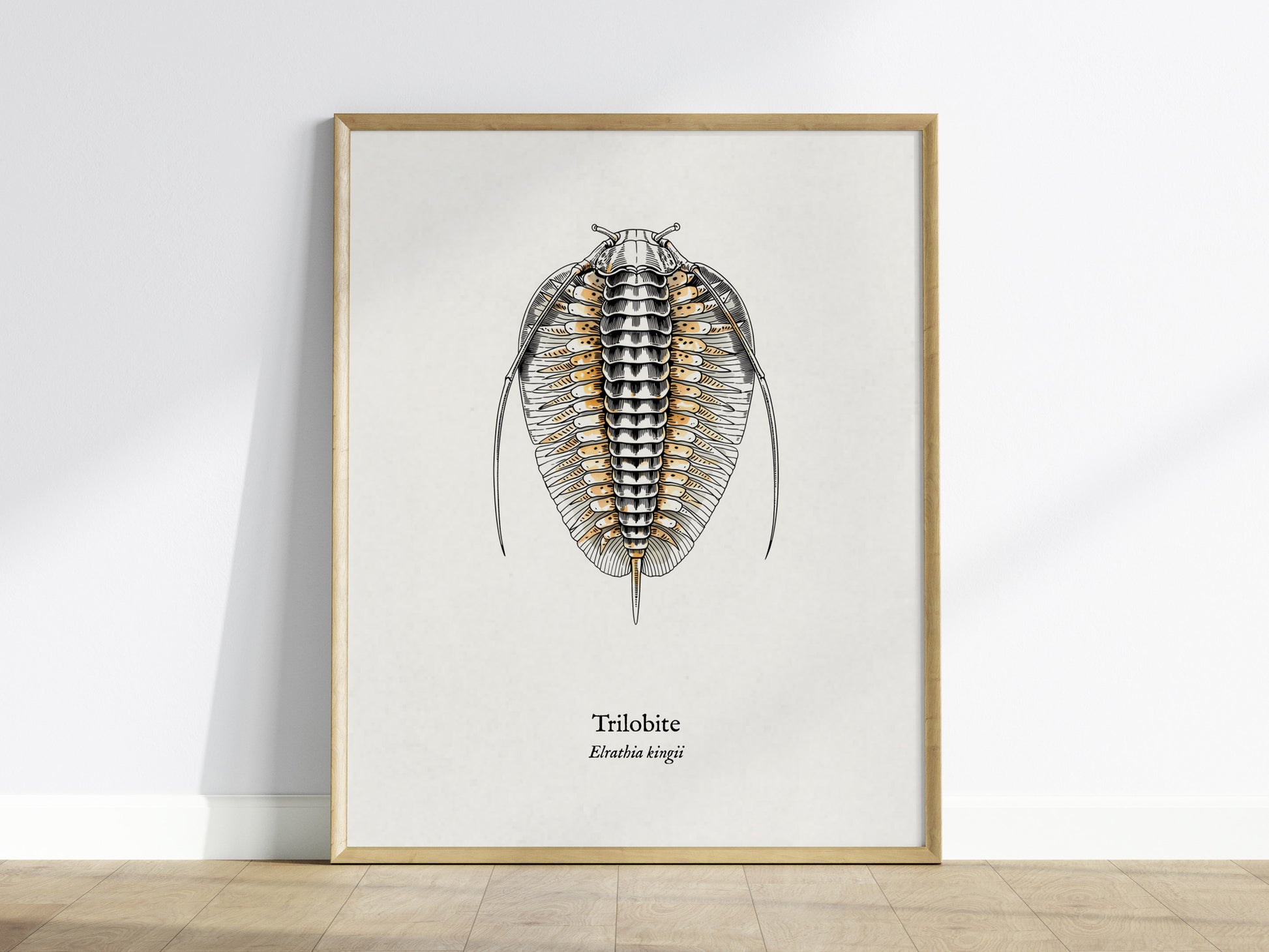 Trilobite Poster | Vintage Elrathia kingii Zoological Illustration Wall Art — framed wall art