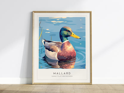 Mallard Poster | Graceful Duck on Tranquil Waters Wall Art — framed wall art