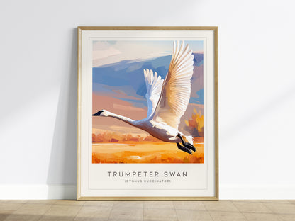 Trumpeter Swan Poster | Elegant Waterbird in Winter Calm Wall Art — framed wall art