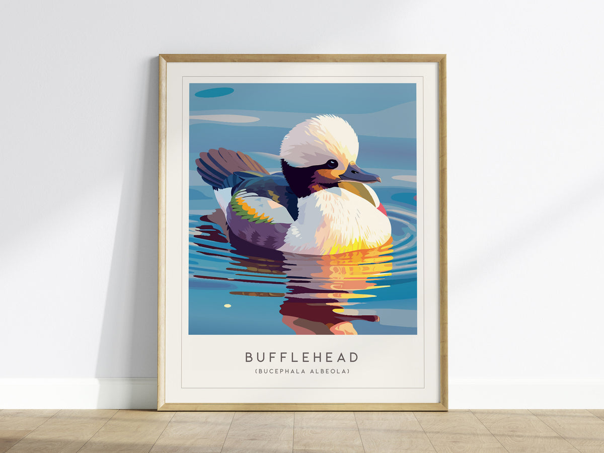 Bufflehead, Bucephala albeola Poster | Diving Duck Wildlife Print Wall Art — framed wall art