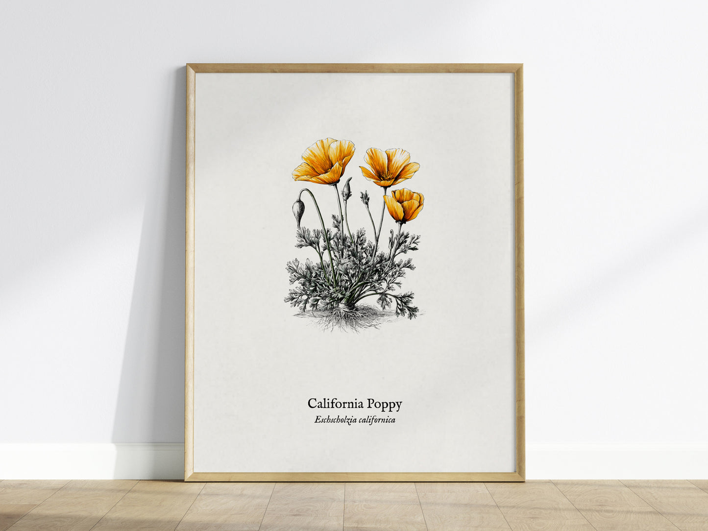 California Poppy Poster | Vintage Eschscholzia californica Botanical Illustration Wall Art — framed wall art