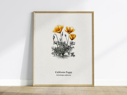 California Poppy Poster | Vintage Eschscholzia californica Botanical Illustration Wall Art — framed wall art