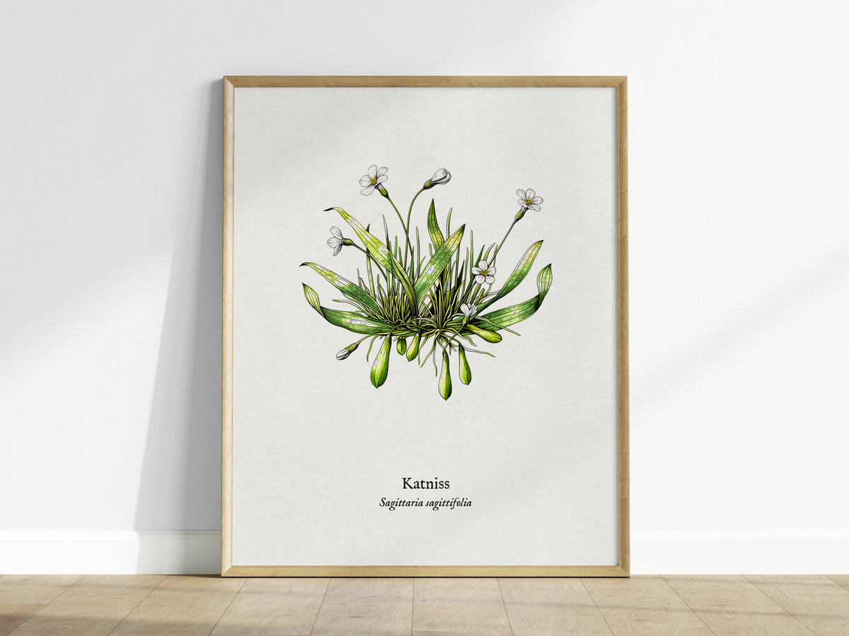 Katniss Poster | Sagittaria sagittifolia Pen and Ink Print | Vintage Botanical Illustration Wall Art — framed wall art