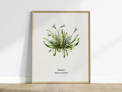 Katniss Poster | Sagittaria sagittifolia Pen and Ink Print | Vintage Botanical Illustration Wall Art — framed wall art