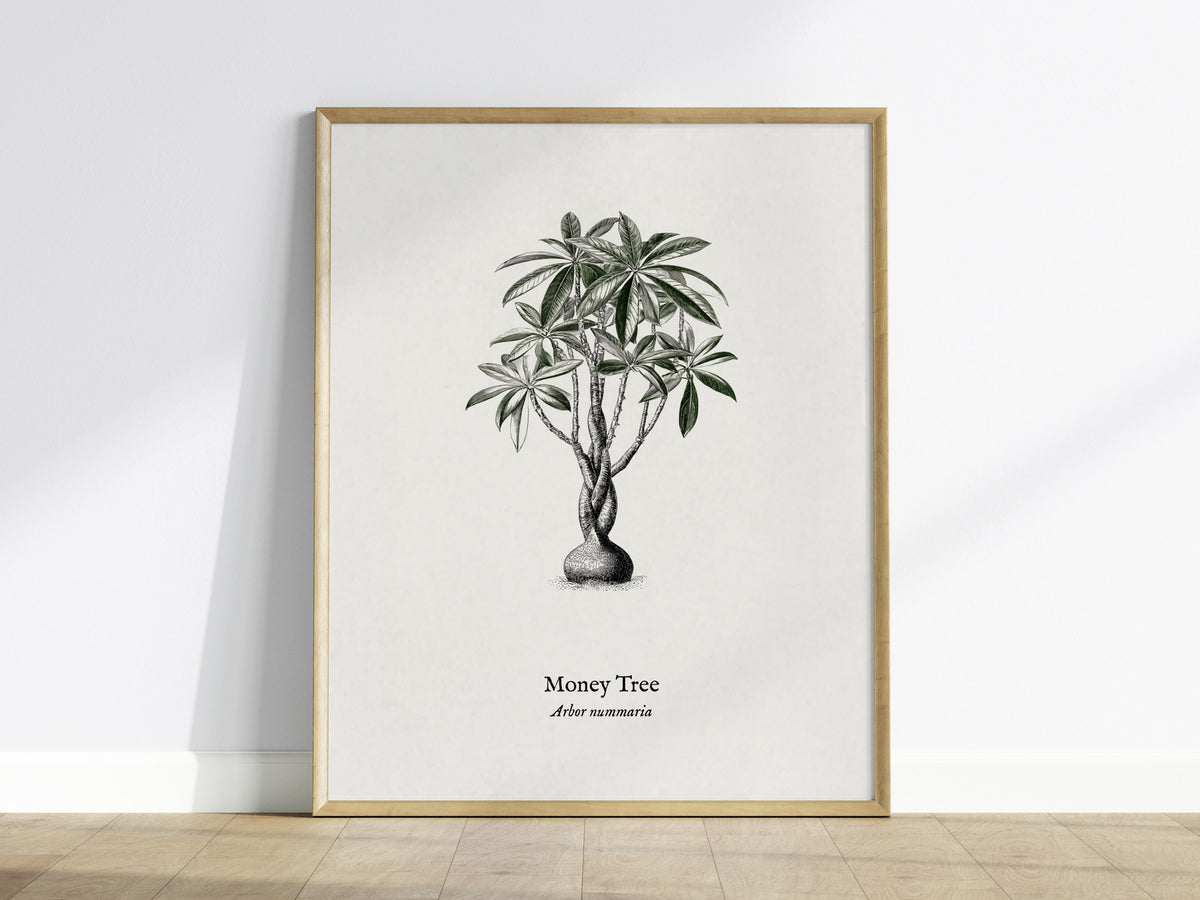 Money Tree Poster | Arbor Nummaria Pen and Ink Print — Vintage Botanical Illustration Wall Art — framed wall art