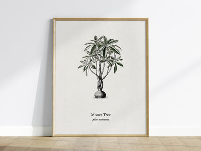 Money Tree Poster | Arbor Nummaria Pen and Ink Print — Vintage Botanical Illustration Wall Art — framed wall art