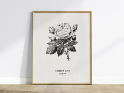 Heirloom Rose Poster | Rosa Gallica Pen and Ink Print Vintage Botanical Illustration Wall Art — framed wall art