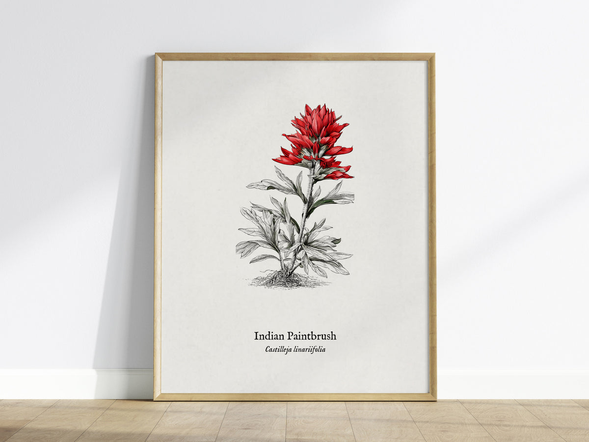 Indian Paintbrush Poster | Castilleja Linariifolia Pen and Ink Print Vintage Botanical Illustration — framed wall art