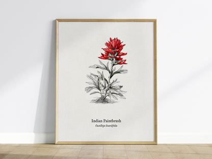 Indian Paintbrush Poster | Castilleja Linariifolia Pen and Ink Print Vintage Botanical Illustration — framed wall art
