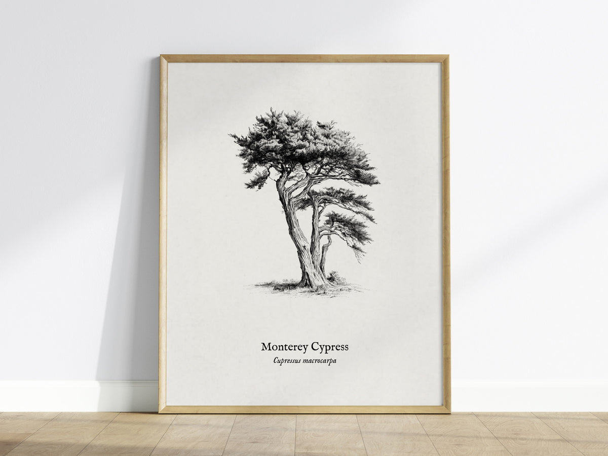 Monterey Cypress Poster | Cupressus macrocarpa Pen and Ink Print Vintage Botanical Illustration — framed wall art