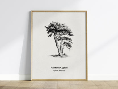 Monterey Cypress Poster | Cupressus macrocarpa Pen and Ink Print Vintage Botanical Illustration — framed wall art