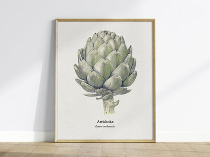 Artichoke Poster | Vintage Cynara Cardunculus Botanical Illustration Wall Art — framed wall art