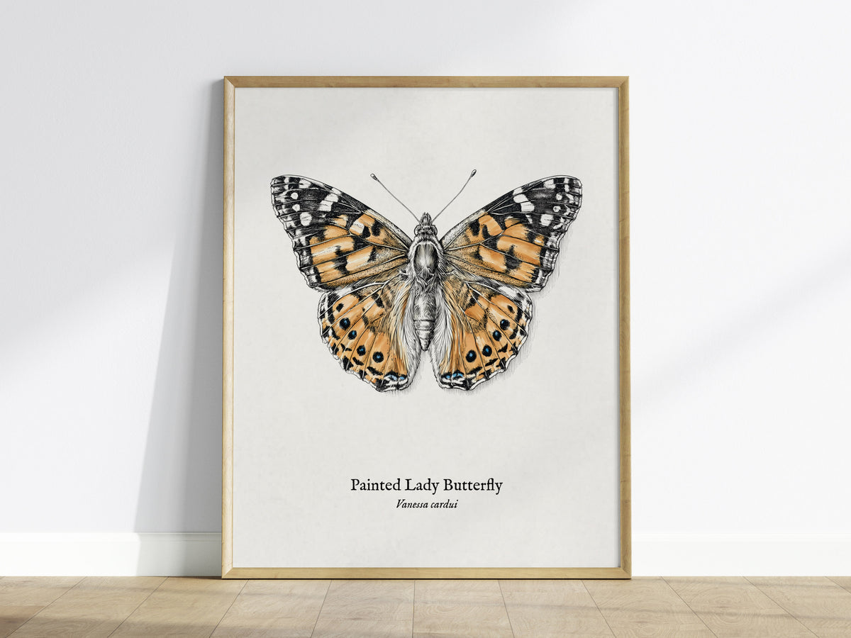 Painted Lady Butterfly Poster | Vintage Vanessa cardui Zoological Illustration Wall Art — framed wall art