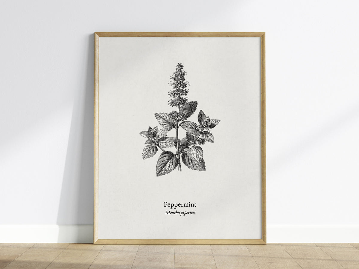Peppermint Poster | Mentha piperita Vintage Botanical Ink Illustration Wall Art — framed wall art