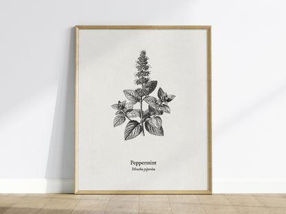 Peppermint Poster | Mentha piperita Vintage Botanical Ink Illustration Wall Art — framed wall art