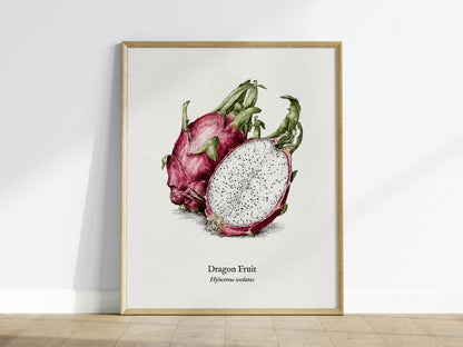 Dragon Fruit Poster | Vintage Hylocereus undatus Botanical Illustration Wall Art — framed wall art